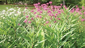 Bright Bee Balm and Shasta Daisies are butterfly favorites
