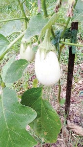 Karen Frederick sent this photo of a white eggplant in the East Avenue community garden.