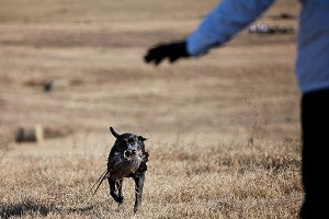 Black labrador retriever Dottie Ray's Ivy League retrieves a duck for his handler Tuesday during the National Retriever Club's 2014 National Championship Stake at a 2400-acre estate in Bovina. (Justin Sellers/The Vicksburg Post)