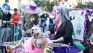 PET IDOL: Bella, winner of The Vicksburg’s Pet Idol contest had her own float in the Mardi Gras parade.