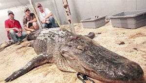 RECORD BREAKER: Brothers Dustin Bockman, from left, Ryan Bockman and friend Cole Landers in 2013 stand behind their record setting alligator weighing in at 727 pounds.