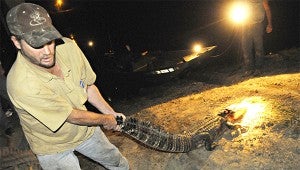 MIDDLE OF THE NIGHT: John Hilderbrand drags a 7-foot-8-inch alligator that he and two other hunters claimed from the Yazoo River in 2012.