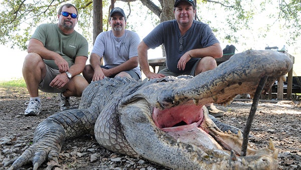 Mississippi Brothers Harvest Record-Breaking Alligator