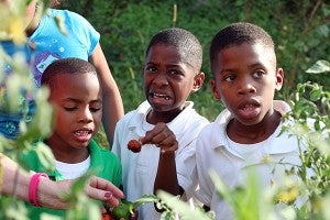 ROTTEN: Mesiah Sims, 6, from left, Cameron Pollard, 8, and Casey Pollard, 8, react to finding a rotten tomato on the vine Friday during the Green Hills Garden Club's after-school tutoring and gardening outreach program at Good Shepherd Community Center. (Justin Sellers/The Vicksburg Post)