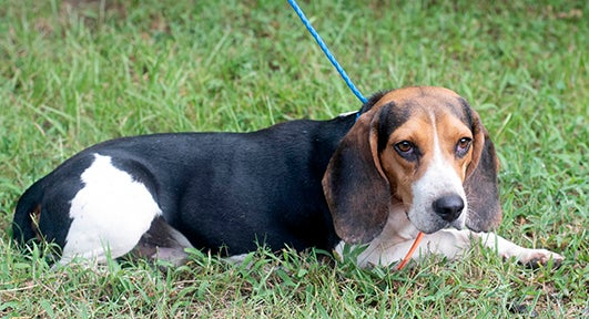 Bagel the Beagle getting a second chance - The Vicksburg Post | The ...