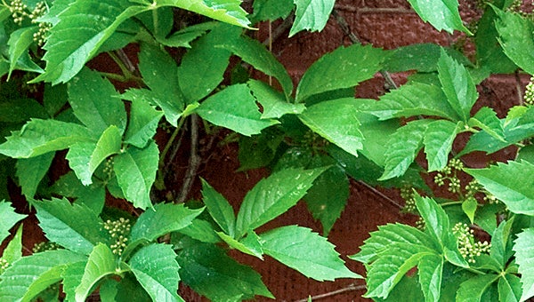Virginia Creeper vs. Poison Oak: Which One Is More Dangerous? - A-Z Animals
