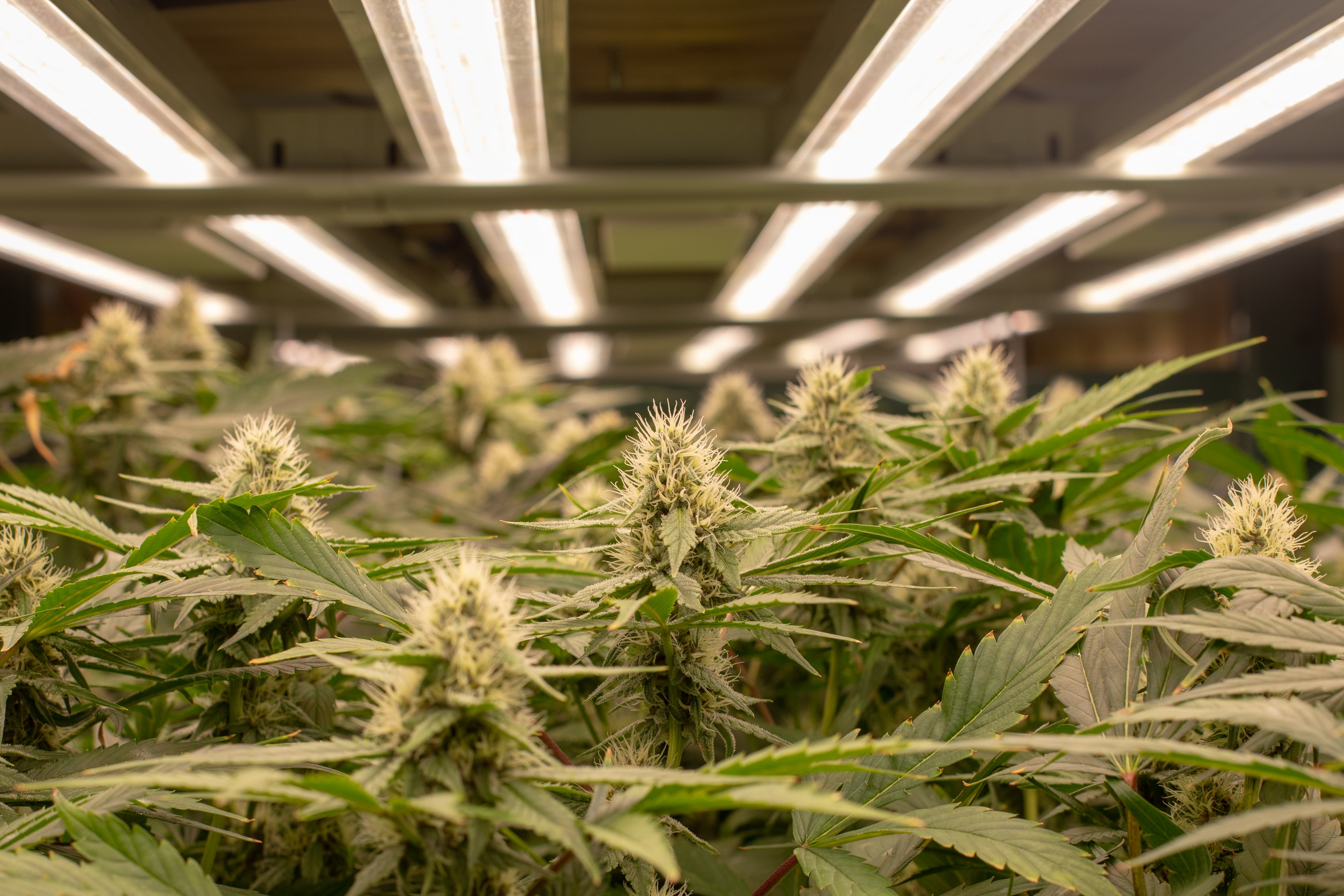 Lion's great Johnson opening mega marijuana facility